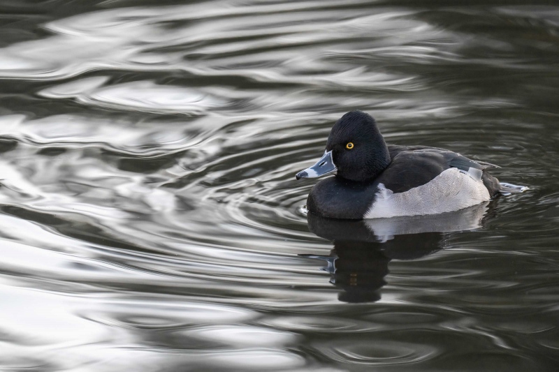 Ring-necked-Duck-3200-in-pre-dawn-reflections-_A1G6508-Santee-Lakes-Park-CA