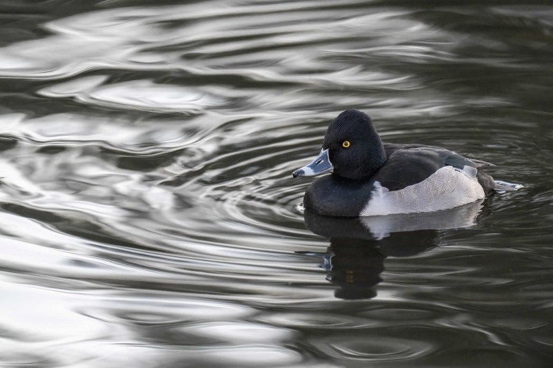 Ring-necked-Duck-3200-in-pre-dawn-reflections-_A1G6508-Santee-Lakes-Park-CA