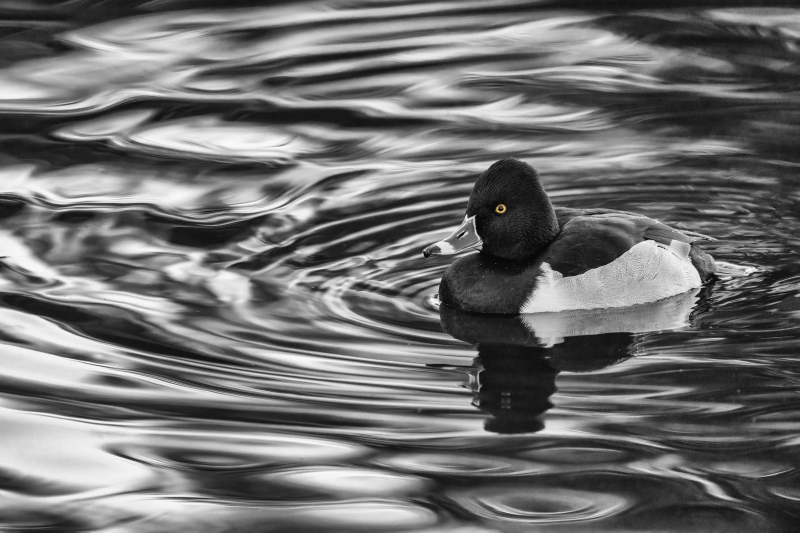 Ring-necked-Duck-3200-w-orange-eye-BW-Full-Dyn-Harsh-in-pre-dawn-reflections-_A1G6508-Santee-Lakes-Park-CA