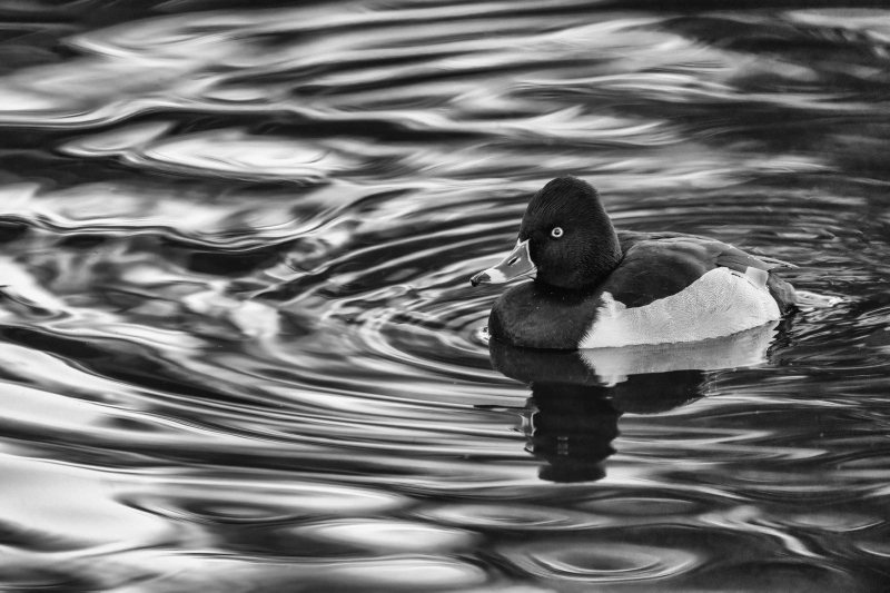 Ring-necked-Duck-BW-Full-Dyn-Harsh-in-pre-dawn-reflections-_A1G6508-Santee-Lakes-Park-CA