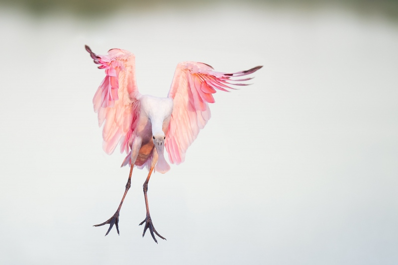 Roseate-Spoonbill-3200-1-year-old-braking-to-land-_A1G7165-Stick-Marsh-Fellsmere-FL-