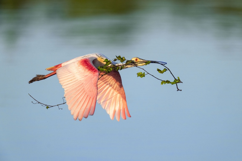 Roseate-Spoonbill-3200-A-carrying-nesting-material-_A1G0210-Stick-Marsh-Fellsmere-FL