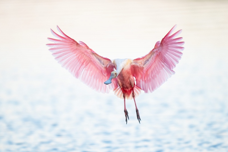 Roseate-Spoonbill-3200-braking-to-land-_A1G3637-Stick-Marsh-Fellsmere-FL