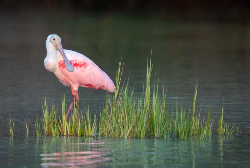 Roseate-Spoonbill-3200-by-marsh-grasses-_A1G2444-Fort-DeSoto-Park-Tierra-Verde-FL