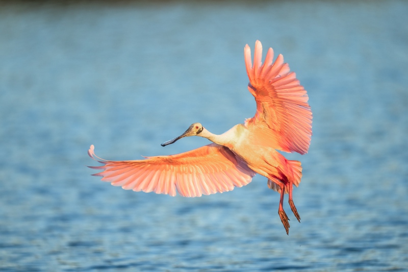 Roseate-Spoonbill-3200-inbound-_A1G3747-Stick-Marsh-Fellsmere-FL