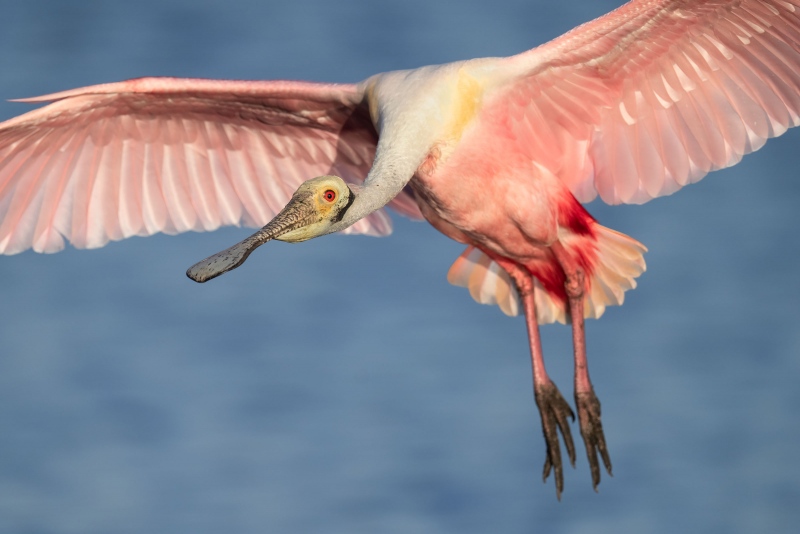 Roseate-Spoonbill-3200-tight-flight-_A1G7951-Stick-Marsh-Fellsmere-FL-