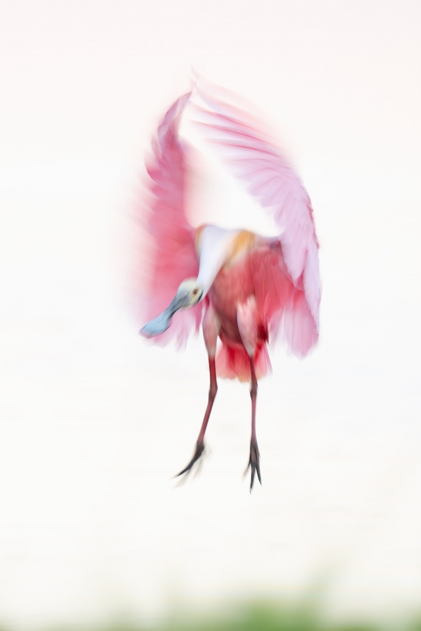 Roseate-Spoonbill-3200-vertical-landing-blur-_A1G3614-Stick-Marsh-Fellsmere-FL