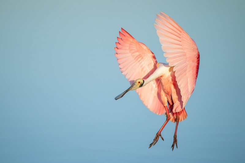 Roseate-Spoonbill-landing-3200-full-sun-_A1G8136-Stick-Marsh-Fellsmere-FL