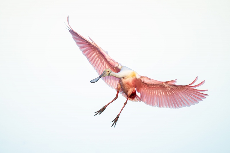 Roseate-Spoonbill-landing-cloud-over-sun-_A1G8247-Stick-Marsh-Fellsmere-FL