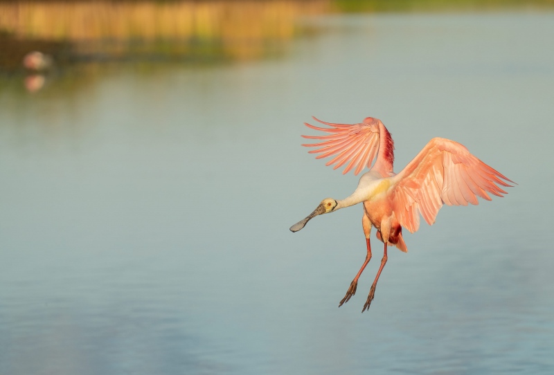 Roseate-Spoonbill-s-3200-bird-scape-_A1G7492-Stick-Marsh-Fellsmere-FL-