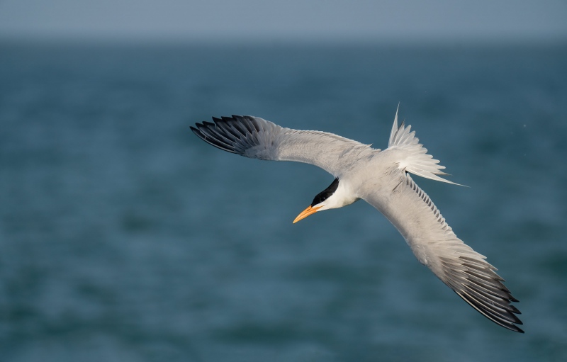 Royal-Tern-3200-beginning-dive-_A1G1865-Fort-DeSoto-Park-FL-