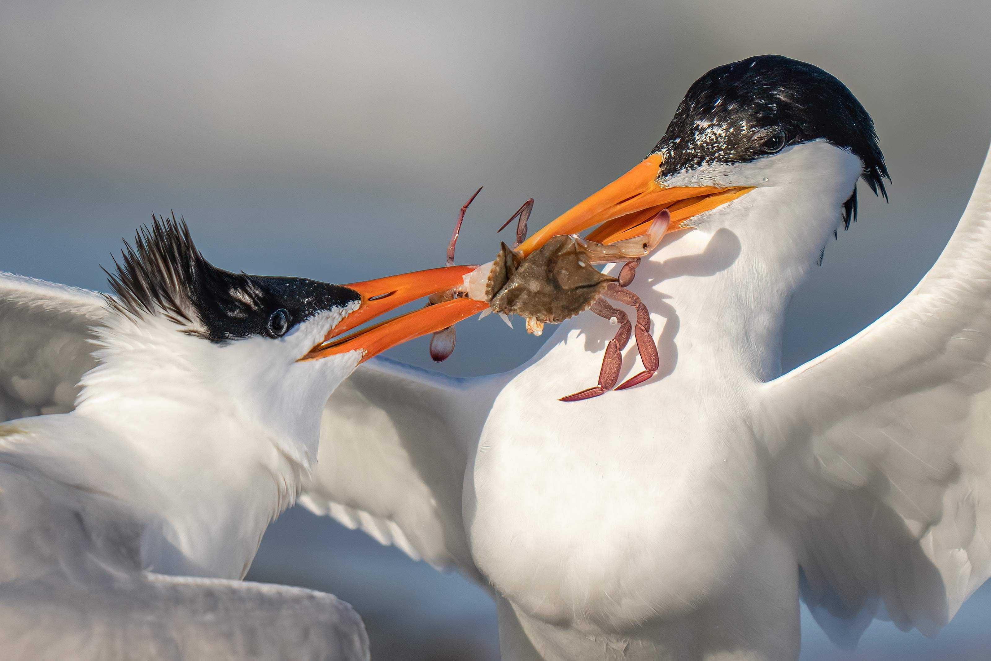 Royal-Tern-3200-courtship-feeding-_A1G0942-Fort-DeSoto-Park-Tierra-Verde-FL-