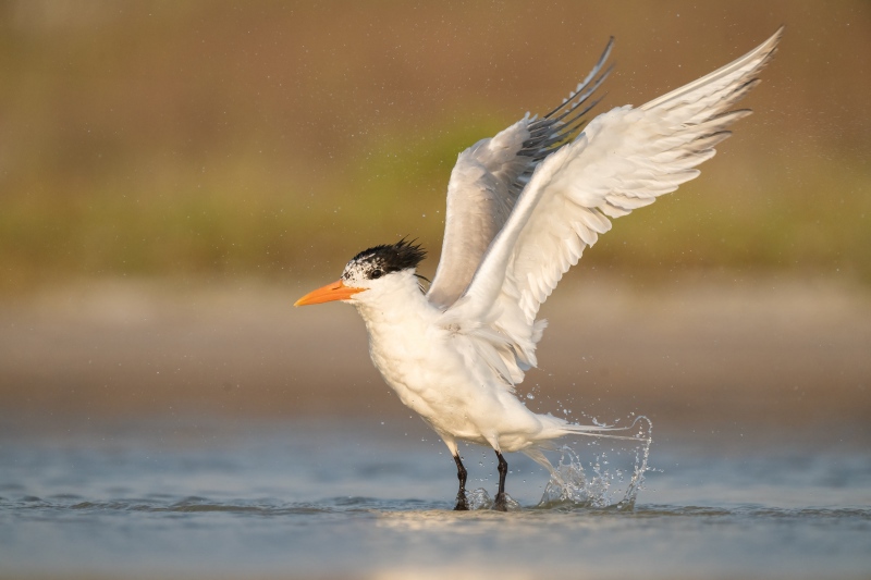 Royal-Tern-3200-flapping-after-bat-_A1G1667-Fort-DeSoto-Park-Tierra-Verde-FL