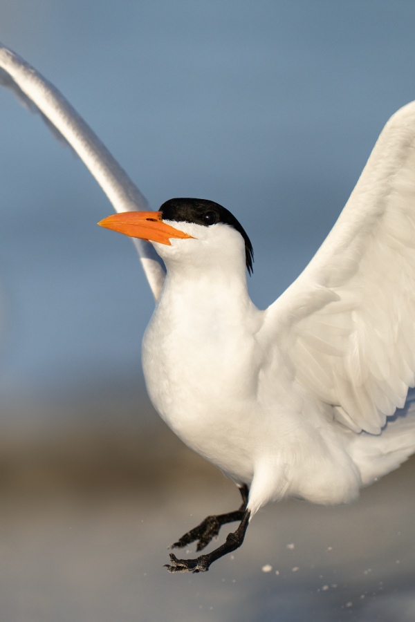 Royal-Tern-3200-hopping-up-_A1G9189-Fort-DeSoto-Park-Tierra-Verde-FL-