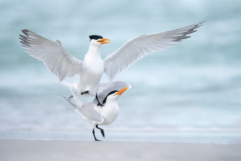 Royal-Tern-3200-male-hopping-off-female-_A1G7347Fort-DeSoto-Park-Tierra-Verde-FL-