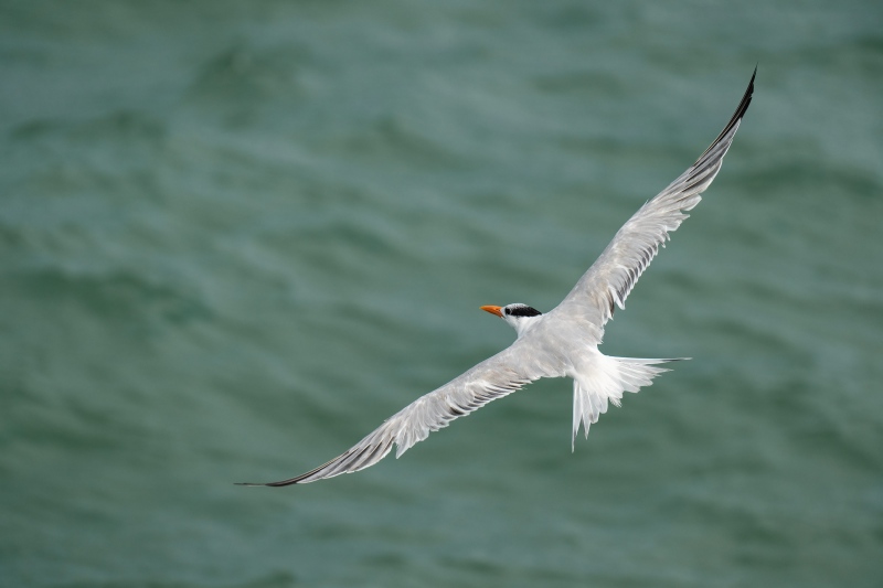 Royal-Tern-3200-over-the-shoulder-flight-_A1G2376-Fort-DeSoto-Park-FL-