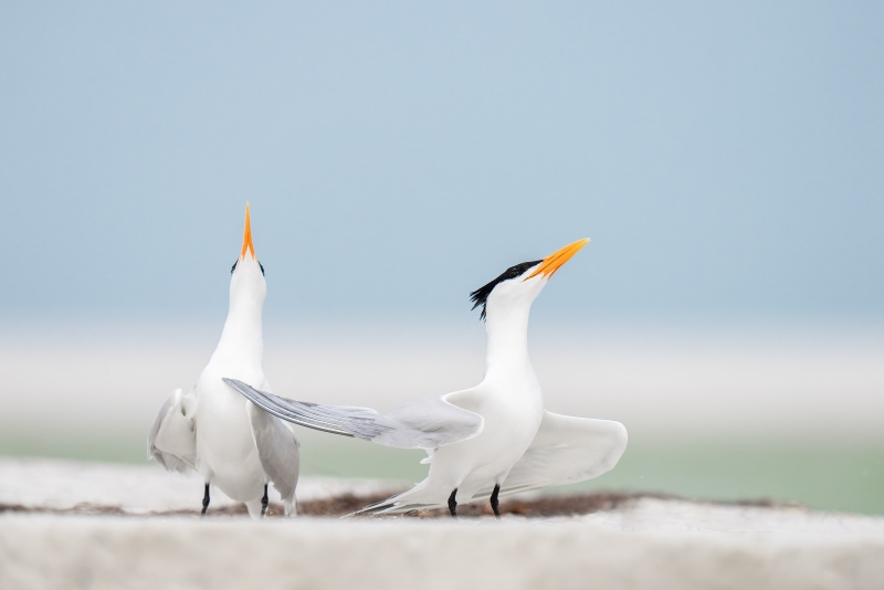 Royal-Tern-3200-pair-displaying-after-copulating-_A1G7475-Fort-DeSoto-Park-Tierra-Verde-FL-