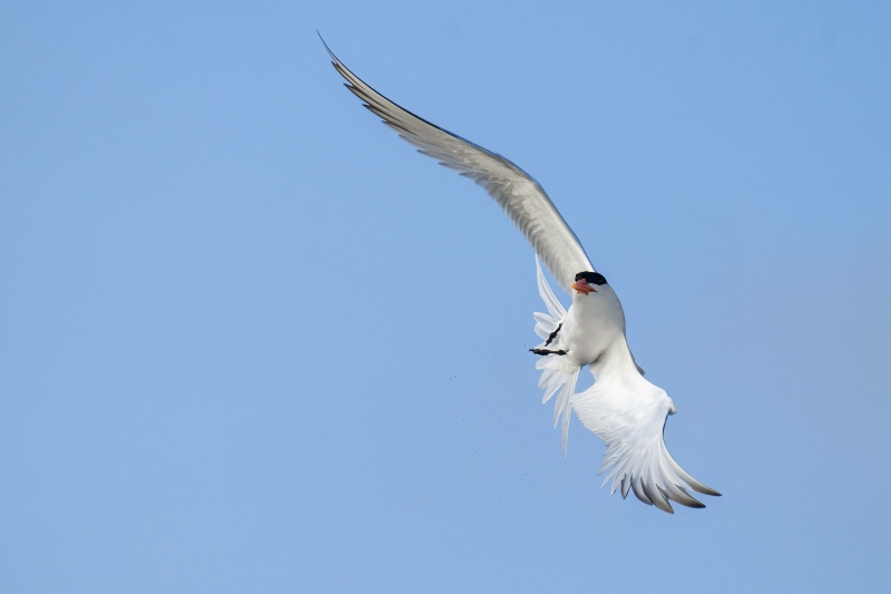 Royal-Tern-3200-turning-in-flight-_A1G1826-Fort-DeSoto-Park-FL-