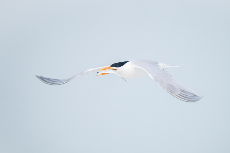 Royal-Tern-3200-with-fish-for-mate-_A1G9557-Fort-DeSoto-Park-Tierra-Verde-FL-