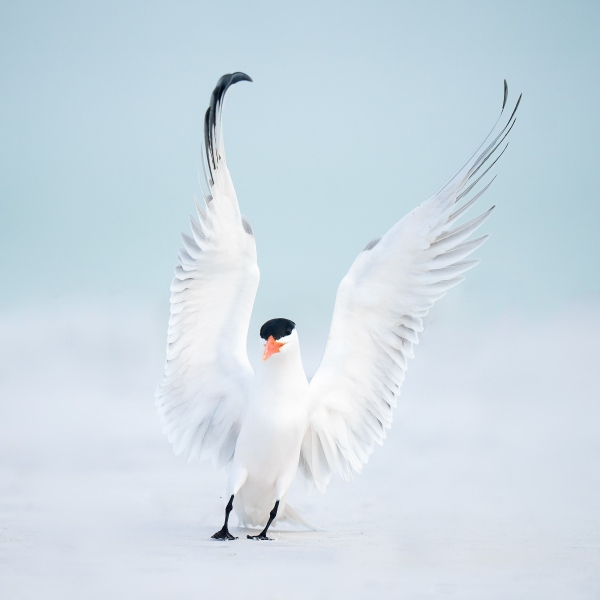 Royal-Tern-angelic-landing_A1G9709-Fort-DeSoto-Park-Tierra-Verde-FL-