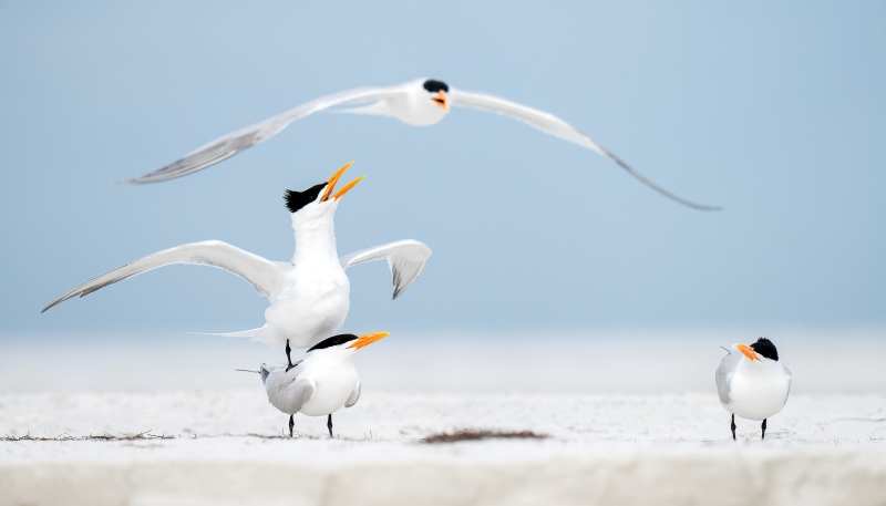 Royal-Tern-pair-3200-pano-crop-pre-copulatory-stand-interloper-bystander-_A1G8275-Fort-DeSoto-Park-Tierra-Verde-FL-