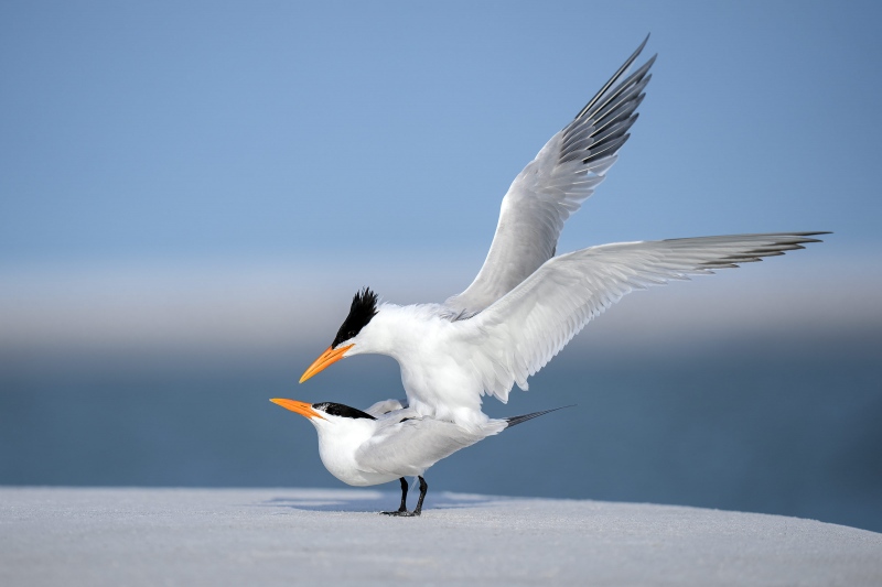 Royal-Terns-copulating-3200-_A1G3736-Fort-DeSoto-Park-Tierra-Verde-FL-