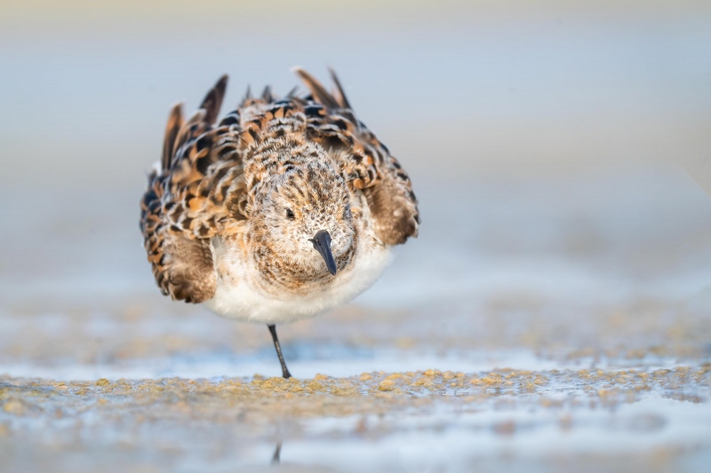 Sanderling-3200-breeding-plumage-ruffling-_A1G0250-Fort-DeSoto-Park-Tierra-Verde-FL