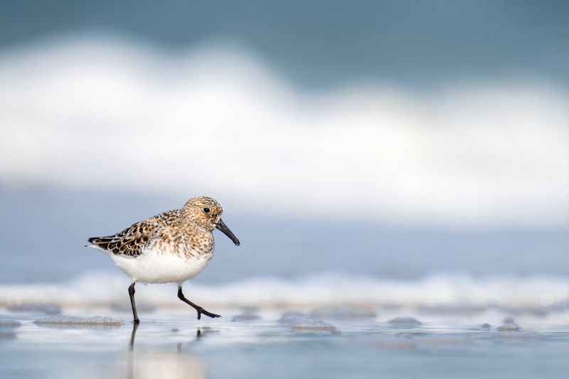 Sanderling-3200-on-the-edge-of-the-surf-_A1G8971-Nickerson-Beach-Park-Lido-Beach.-Long-Island-NY