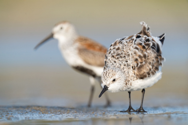 Sanderling-3200-ruffling-and-breeding-plumage-Dunlin-_A1G0402-Fort-DeSoto-Park-Tierra-Verde-FL