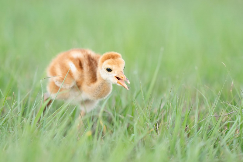 Sandhill-Crane-3200-chick-cathcing-tiny-bug-_A1G8943-Indian-Lake-Estates-FL