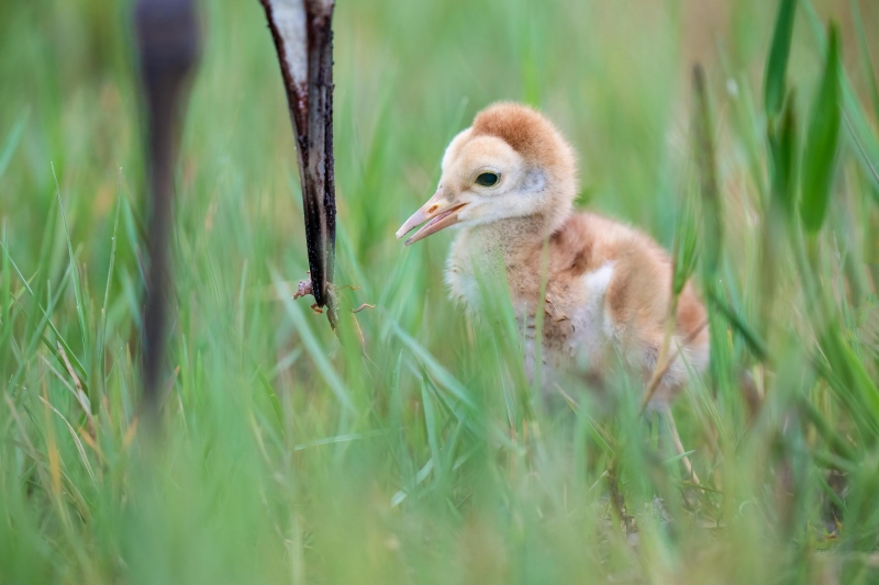 Sandhill-Crane-3200-chick-days-old-waiting-for-mole-cricket-lunch-_A1G4983-Indian-Lake-Estates-FL