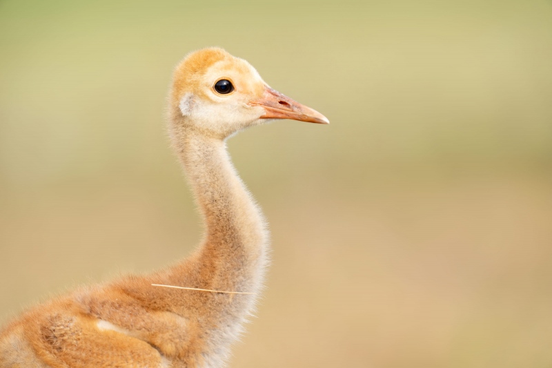 Sandhill-Crane-3200-chick-head-and-neck-portrait-_A1G3390-Indian-Lake-Estates-FL