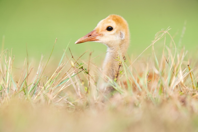 Sandhill-Crane-3200-chick-resting-_A1G3006-Indian-Lake-Estates-FL