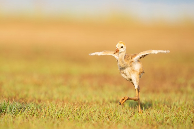 Sandhill-Crane-3200-chick-running-to-adult-_A1G3392-Indian-Lake-Estates-FL-