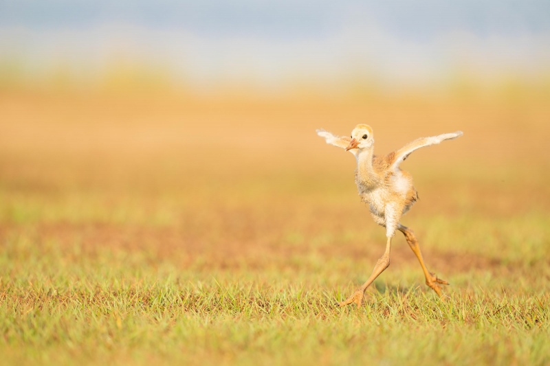 Sandhill-Crane-3200-chick-running-to-get-fed-_A1G3381-Indian-Lake-Estates-FL-