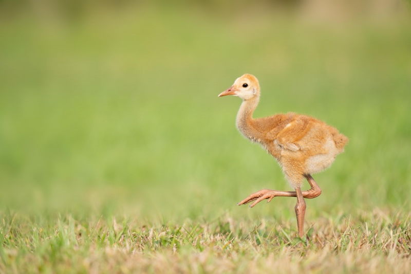 Sandhill-Crane-3200-chick-striding-_A1G3122-Indian-Lake-Estates-FL