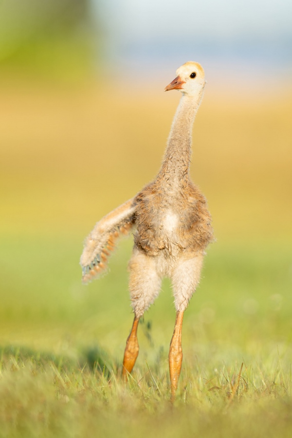 Sandhill-Crane-3200-colt-stretching-one-wing-_A1G0874-Indian-Lake-Estates-FL