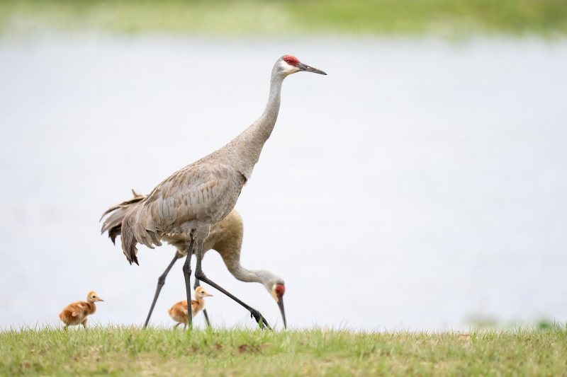 Sandhill-Crane-family-3200-chicks-about-ten-days-old-_A1G4633-Indian-Lake-Estates-FL