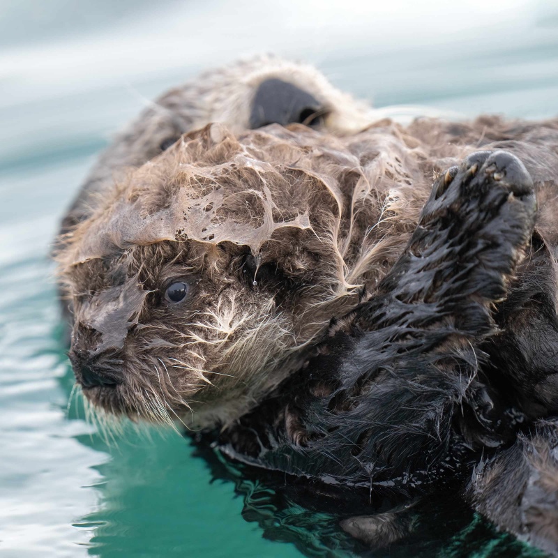 Sea-Otter-2400-newborn-pup-_A1G2611-McKeon-Spit-Kachemak-Bay-AK