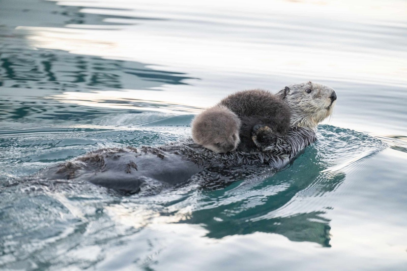 Sea-Otter-3200-with-pup-_A1G6758-Peterson-Cove-Kachemak-Bay-AK