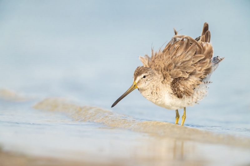 Short-billed-Dowitcher-3200-ruffling-_A1G1826-Fort-DeSoto-Park-FL-