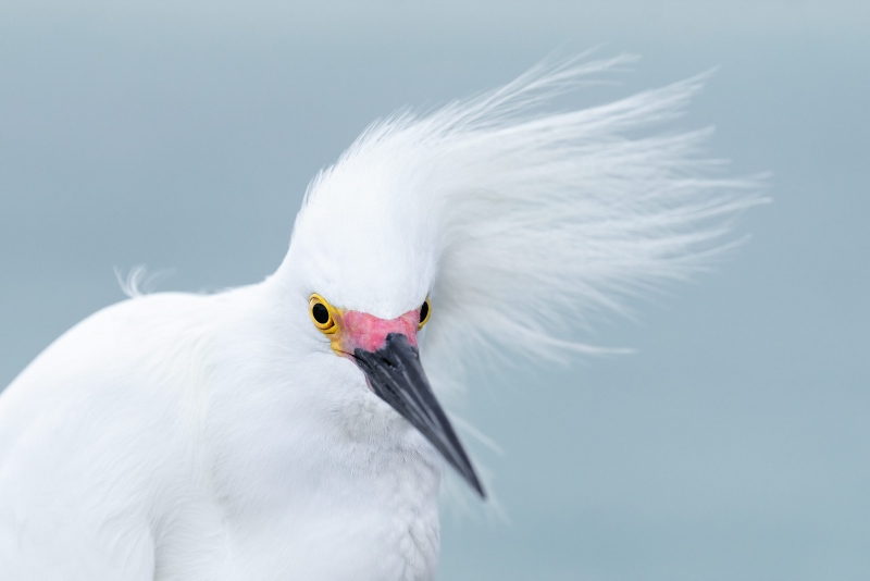 Snow-Egret-3200-with-crest-blowing-_A1G7192Fort-DeSoto-Park-Tierra-Verde-FL-