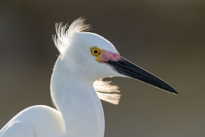 Snowy-Egret-3200-backlit-_A1G2536-Fort-DeSoto-Park-FL-