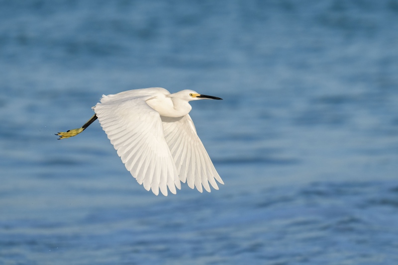 Snowy-Egret-3200-downstroke-flight-_A1G5258-Fort-DeSoto-Park-FL-