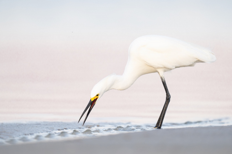 Snowy-Egret-3200-fishing-_A1G9431-Fort-DeSoto-Park-Tierra-Verde-FL