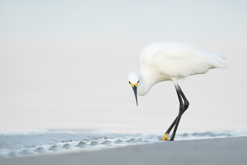 Snowy-Egret-3200-hunting-in-low-light-_A1G9492-Fort-DeSoto-Park-Tierra-Verde-FL