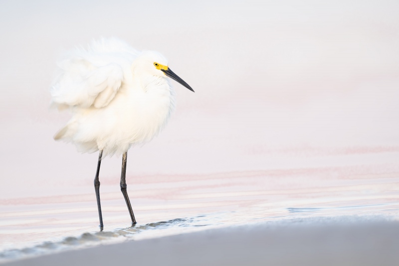 Snowy-Egret-ruffling-3200-_A1G9664-Fort-DeSoto-Park-Tierra-Verde-FL