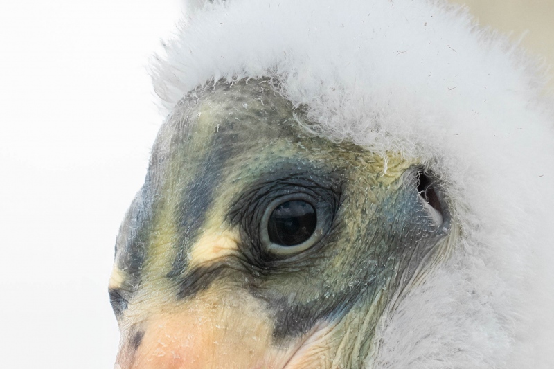 Unsharpened-100-crop-Wood-Stork-WHITER-chick-about-2-weeks-old-_A1G2517-Wakodahatchee-Wetlands-Boynton-Beach-FL-