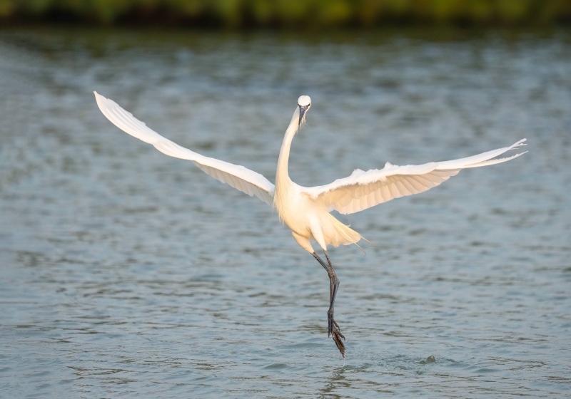 White-morph-Reddish-Egret-3200-dancing-_A1G2217-Fort-DeSoto-Park-Tierra-Verde-FL