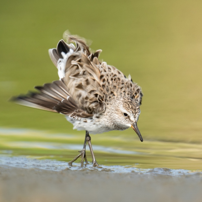 White-rumped-Sandpiper-3200-ruffliing-_A1G7639-Bonaire